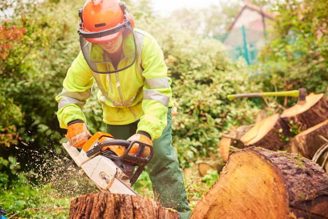 Tree Fellar Tree Feller, Fort Worth, TX | Southern Charm Tree Care