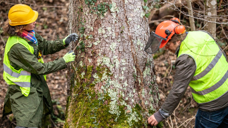 Understanding the Importance of Tree Care