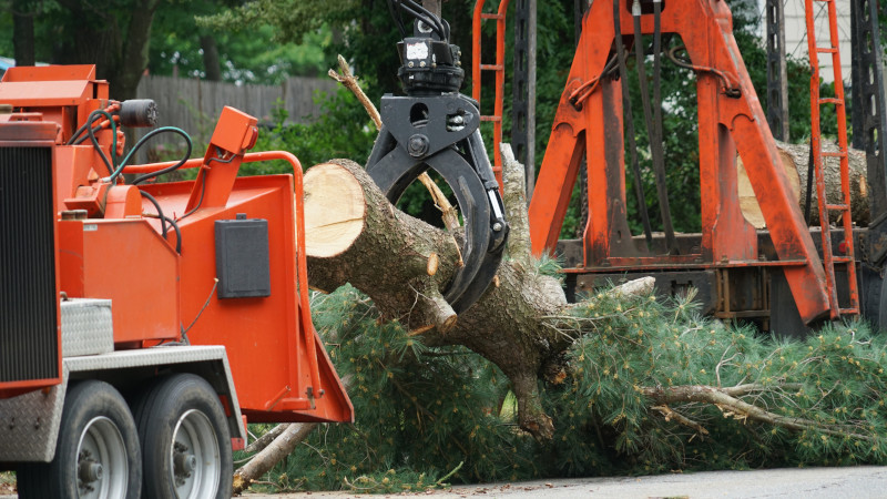 Four Reasons Why Experience Matters When it Comes to Tree Services
