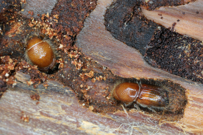 Wood Boring Insects, Fort Worth | Southern Charm Tree Care